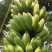 粉蕉