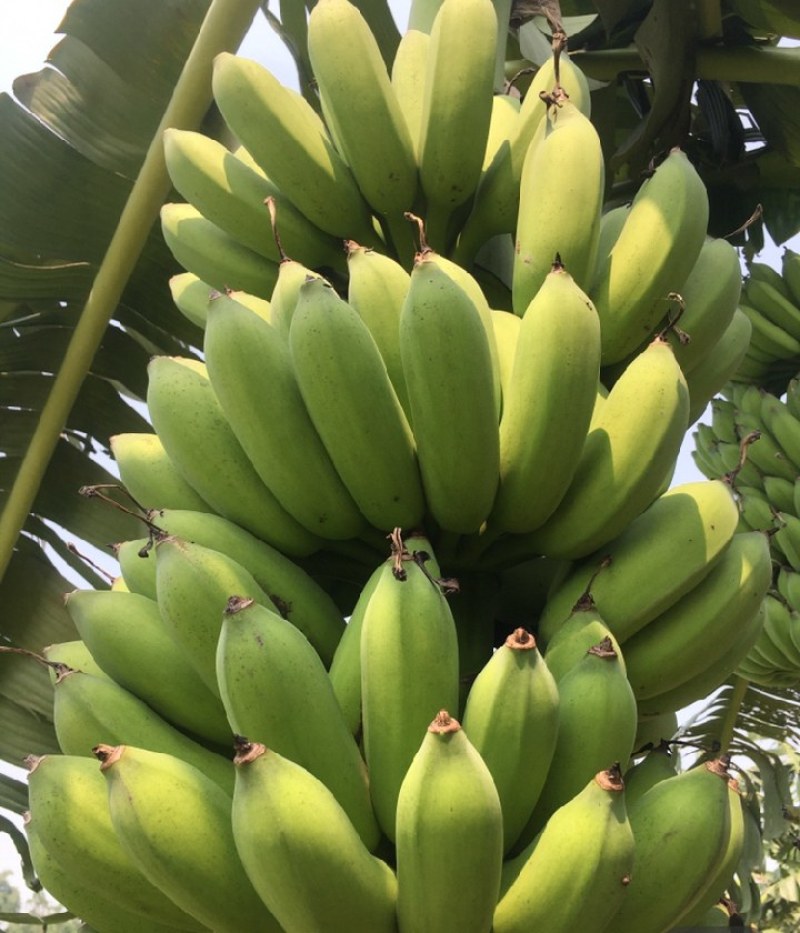 粉蕉