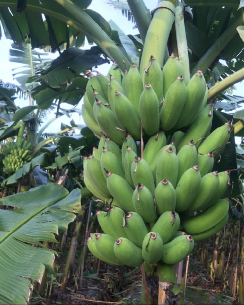 粉蕉