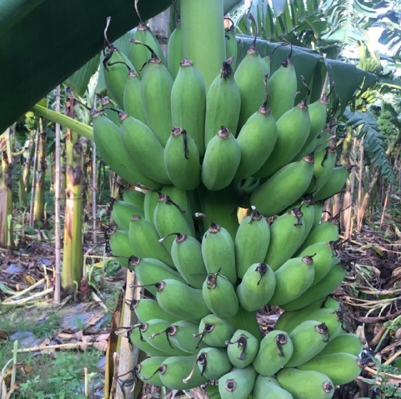 粉蕉