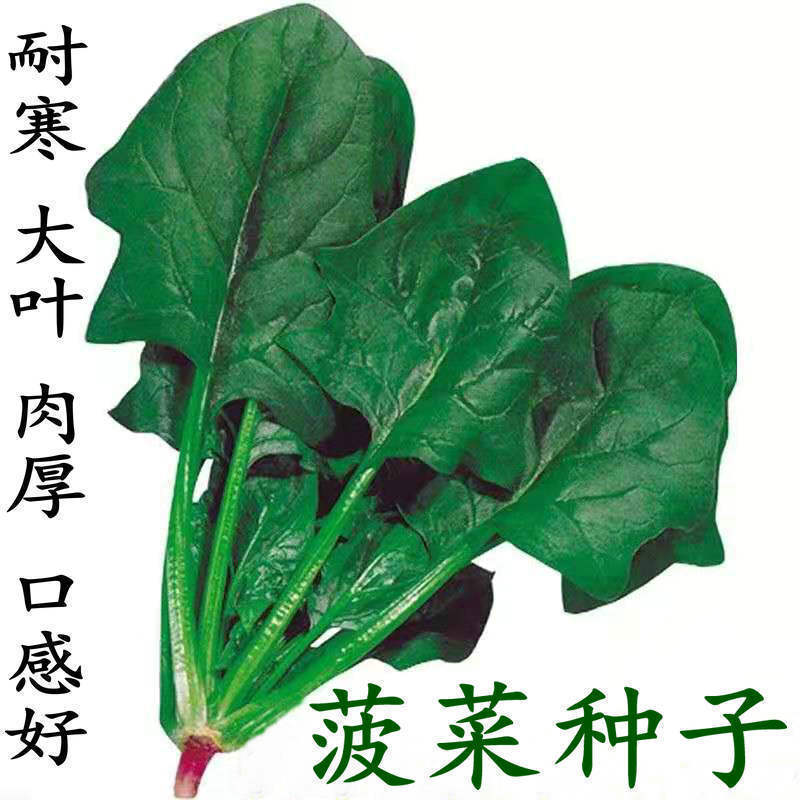 荷兰668菠菜种子叶片肥厚质嫩，四季长势强蔬菜种子