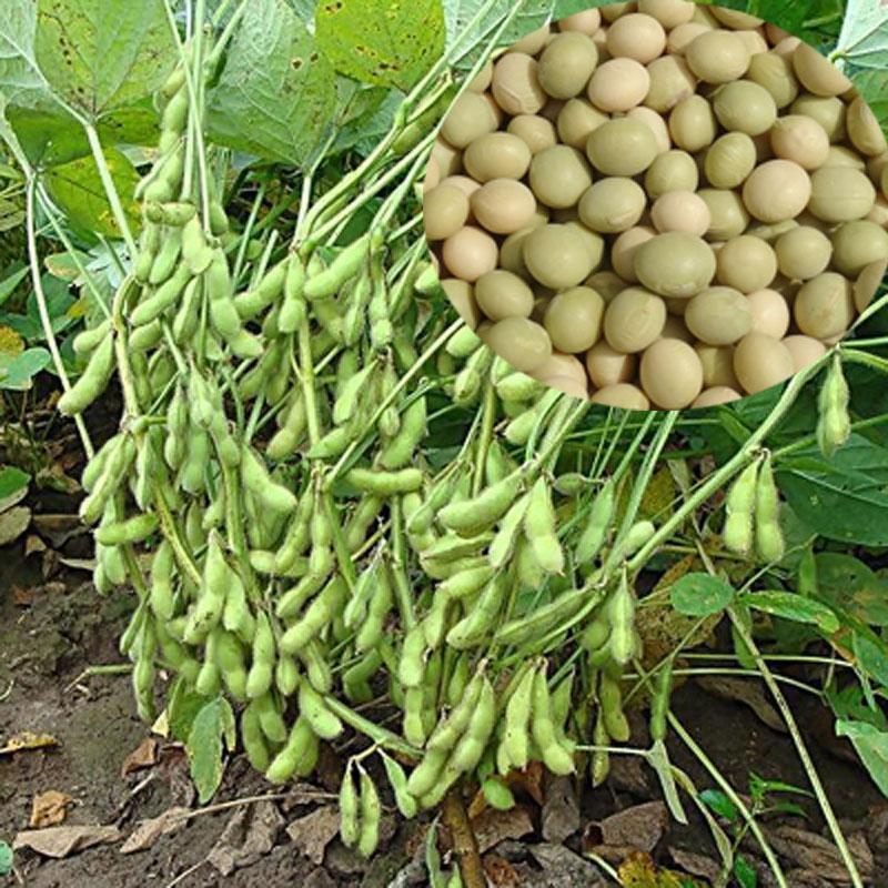 黄豆种子高产大豆种子中黄1357噗豆洛豆精选豆种亩产千