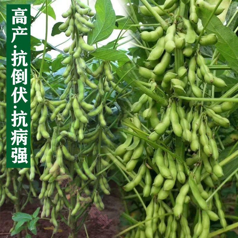 黄豆种子高产大豆种子中黄1357噗豆洛豆精选豆种亩产千
