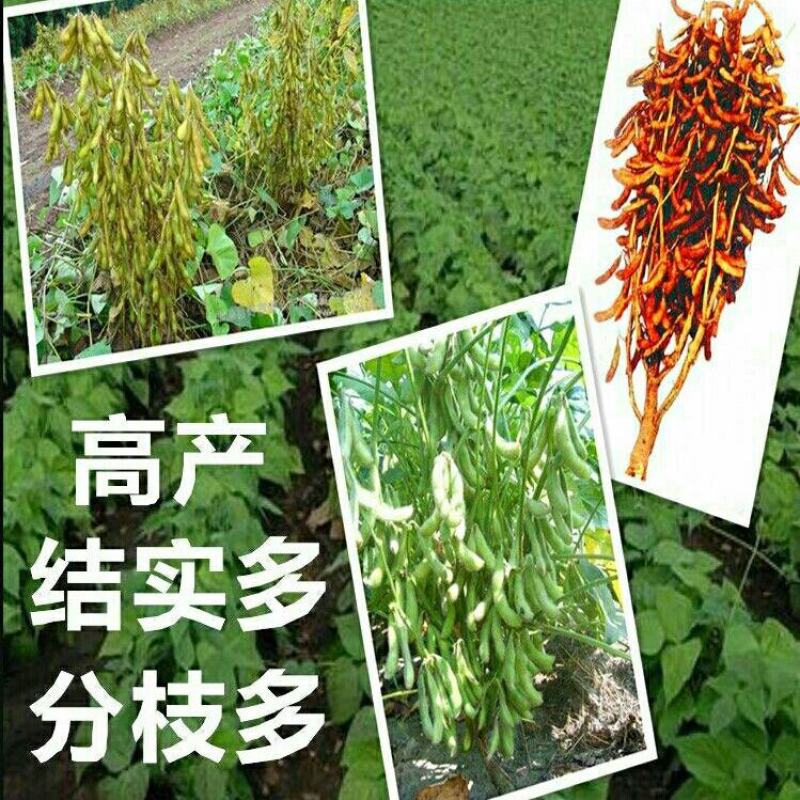 黄豆种子高产大豆种子中黄1357噗豆洛豆精选豆种亩产千