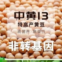 黄豆种子高产大豆种子中黄1357噗豆洛豆精选豆种亩产千