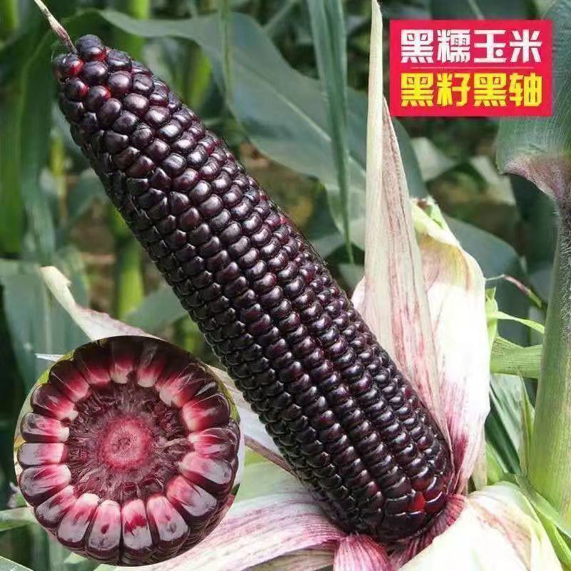 香甜黑糯玉米种子非转基因香甜糯玉米种子杂交大田用种春