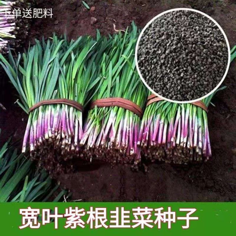 韭菜种子，紫根韭菜种子，四季韭菜，宽叶韭菜种子