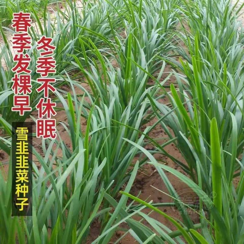 韭菜种子，紫根韭菜种子，四季韭菜，宽叶韭菜种子