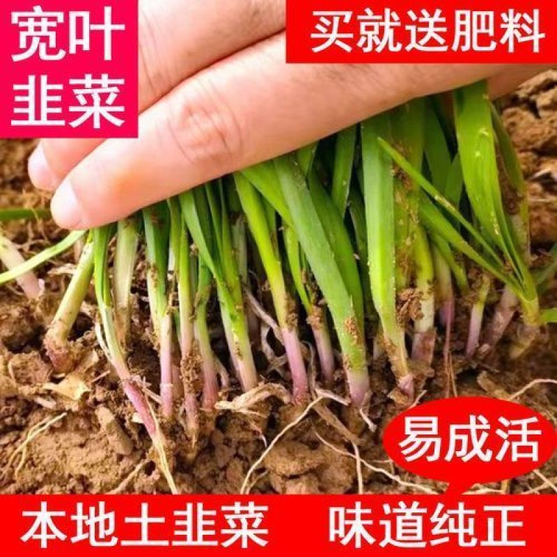 韭菜种子，紫根韭菜种子，四季韭菜，宽叶韭菜种子