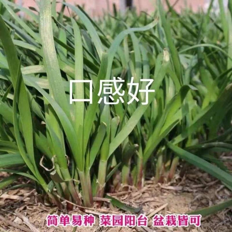 韭菜种子，紫根韭菜种子，四季韭菜，宽叶韭菜种子