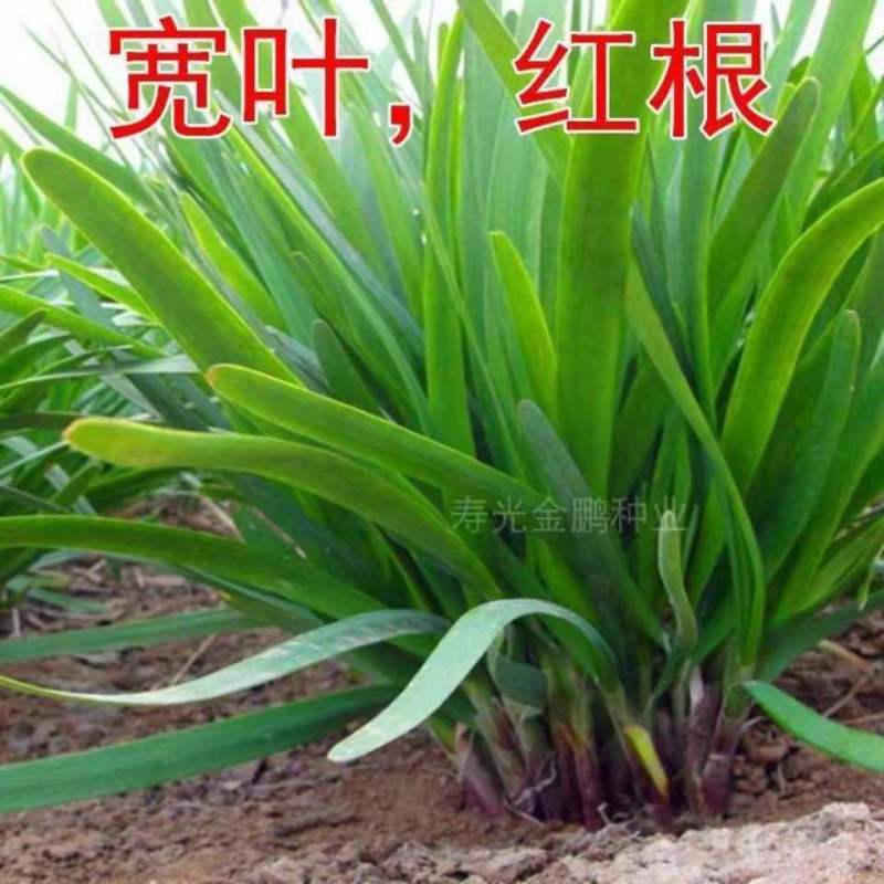 韭菜种子，紫根韭菜种子，四季韭菜，宽叶韭菜种子