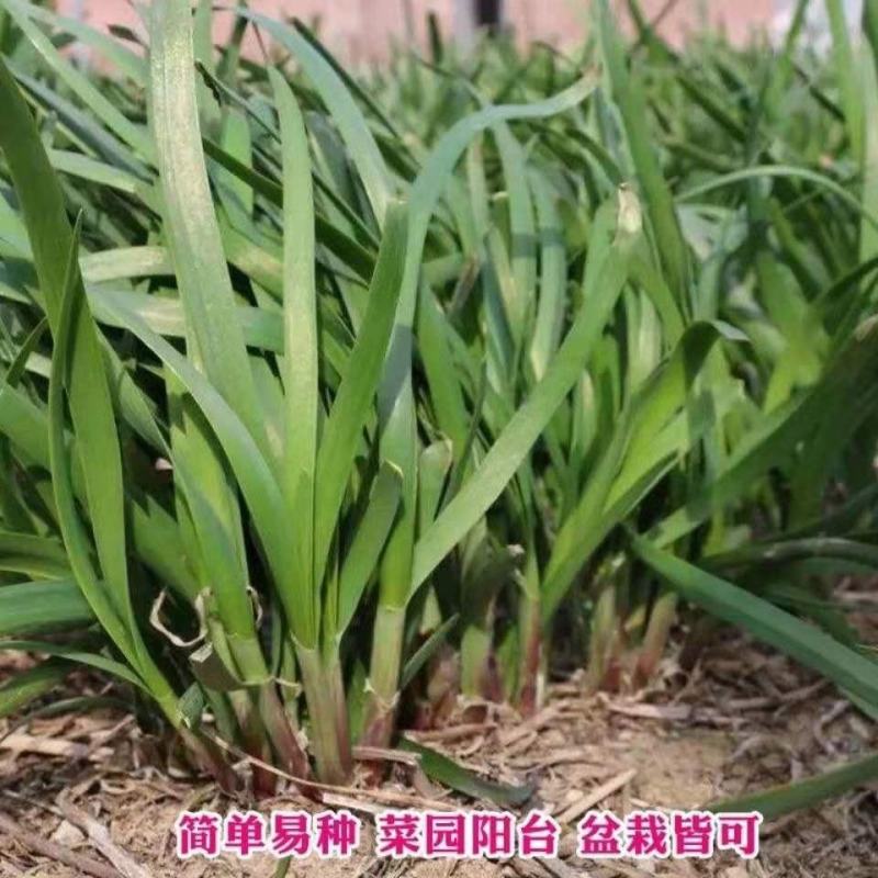 韭菜种子，紫根韭菜种子，四季韭菜，宽叶韭菜种子