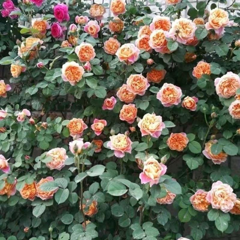 印象派藤本月季四季开花爬藤花苗别墅庭院植物爬墙花卉