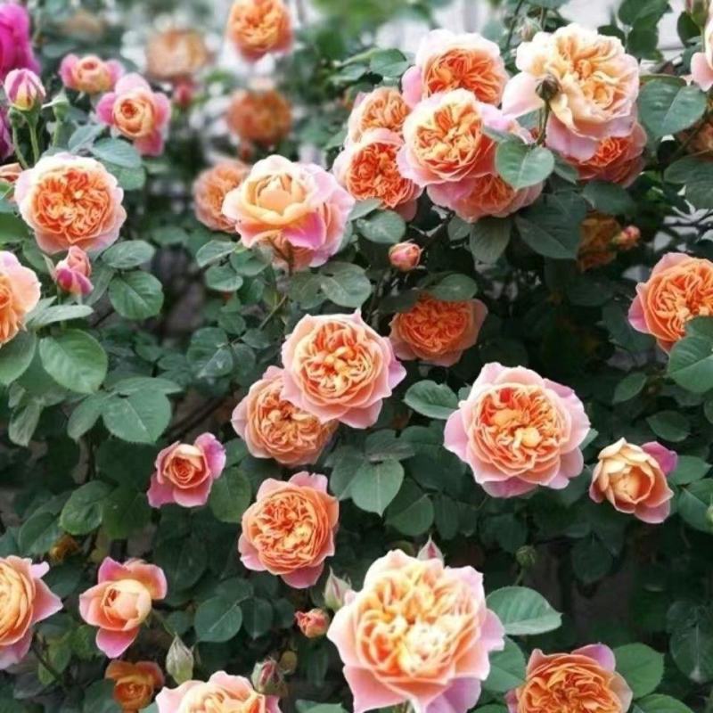 印象派藤本月季四季开花爬藤花苗别墅庭院植物爬墙花卉