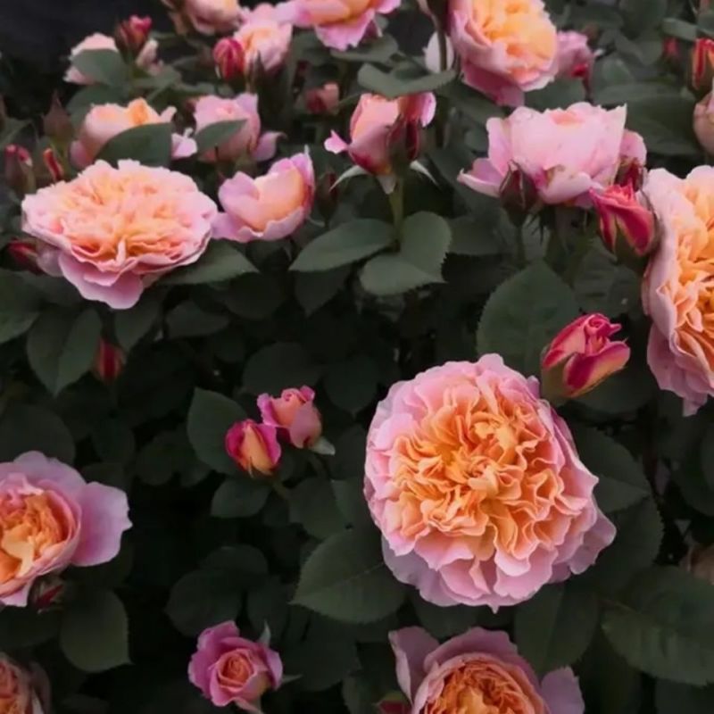 印象派藤本月季四季开花爬藤花苗别墅庭院植物爬墙花卉
