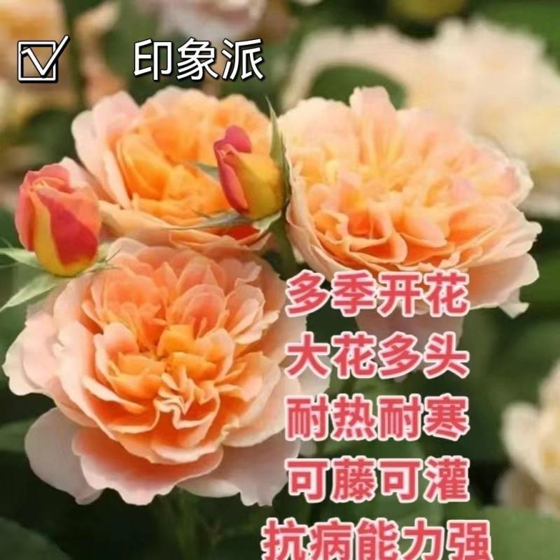 印象派藤本月季四季开花爬藤花苗别墅庭院植物爬墙花卉