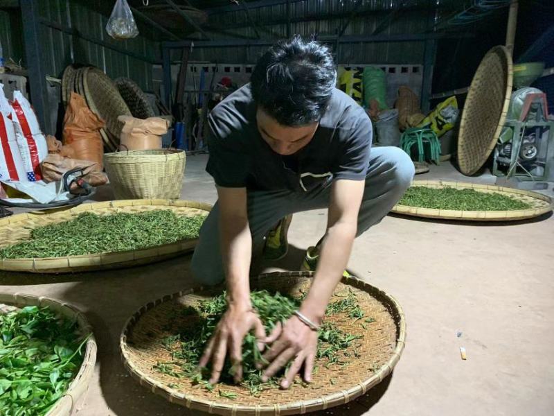 易武生态茶已经大量上市