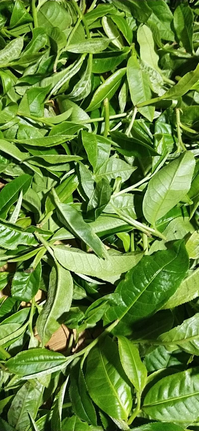 易武生态茶已经大量上市