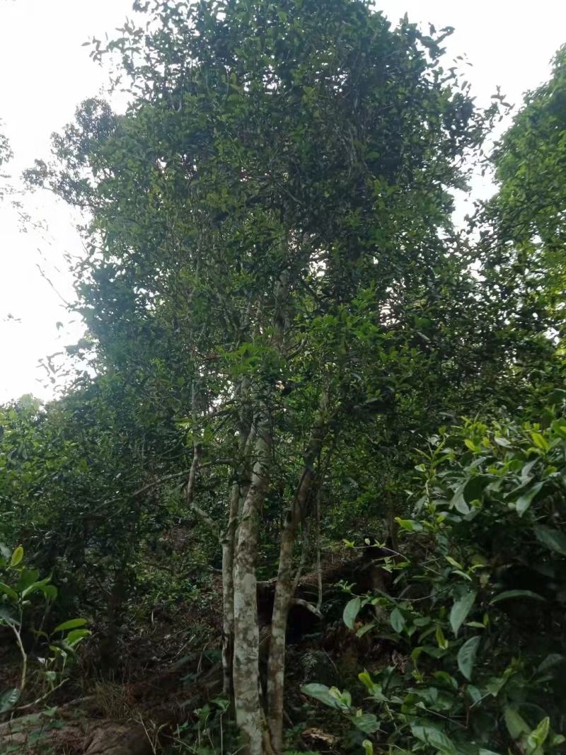 易武生态茶已经大量上市
