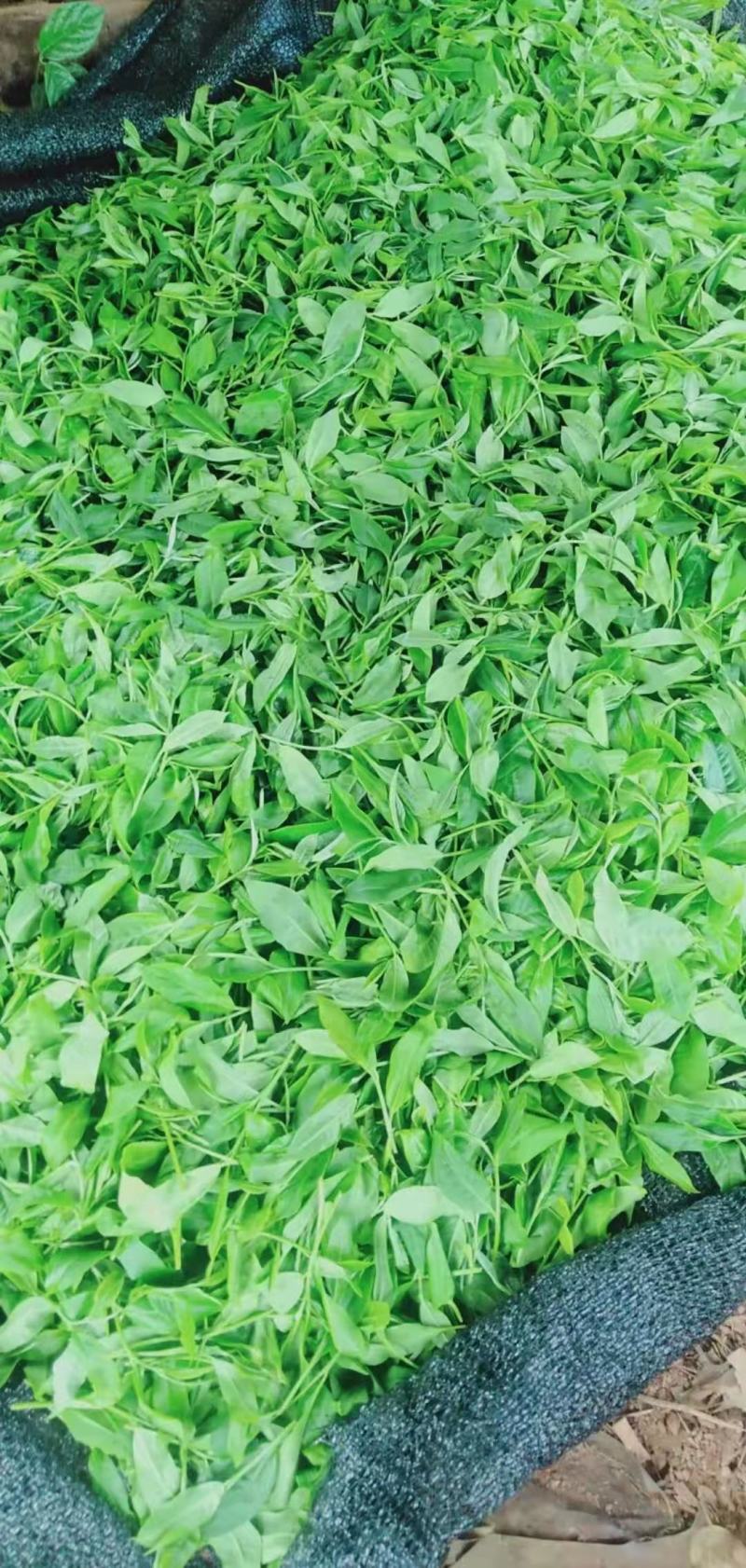 易武生态茶已经大量上市