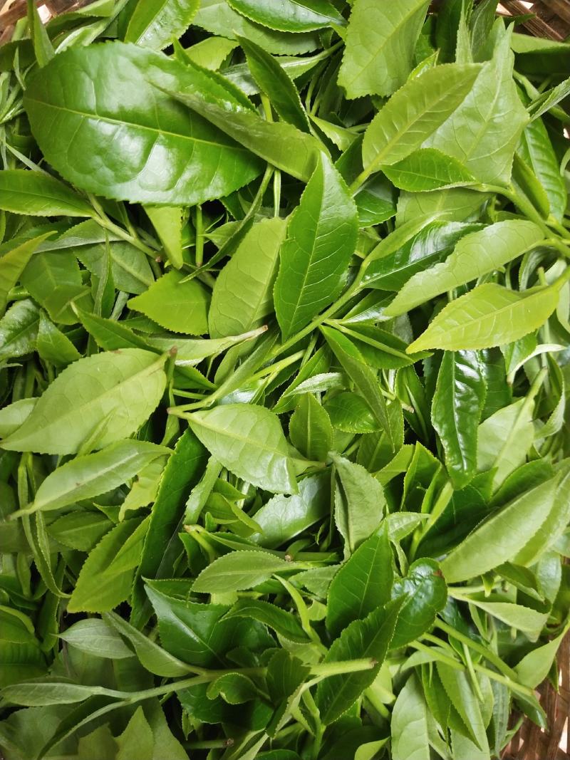 易武生态茶已经大量上市