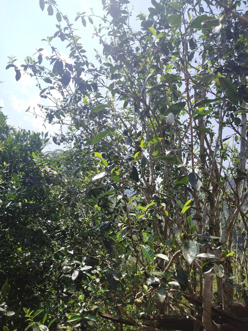 易武生态茶已经大量上市