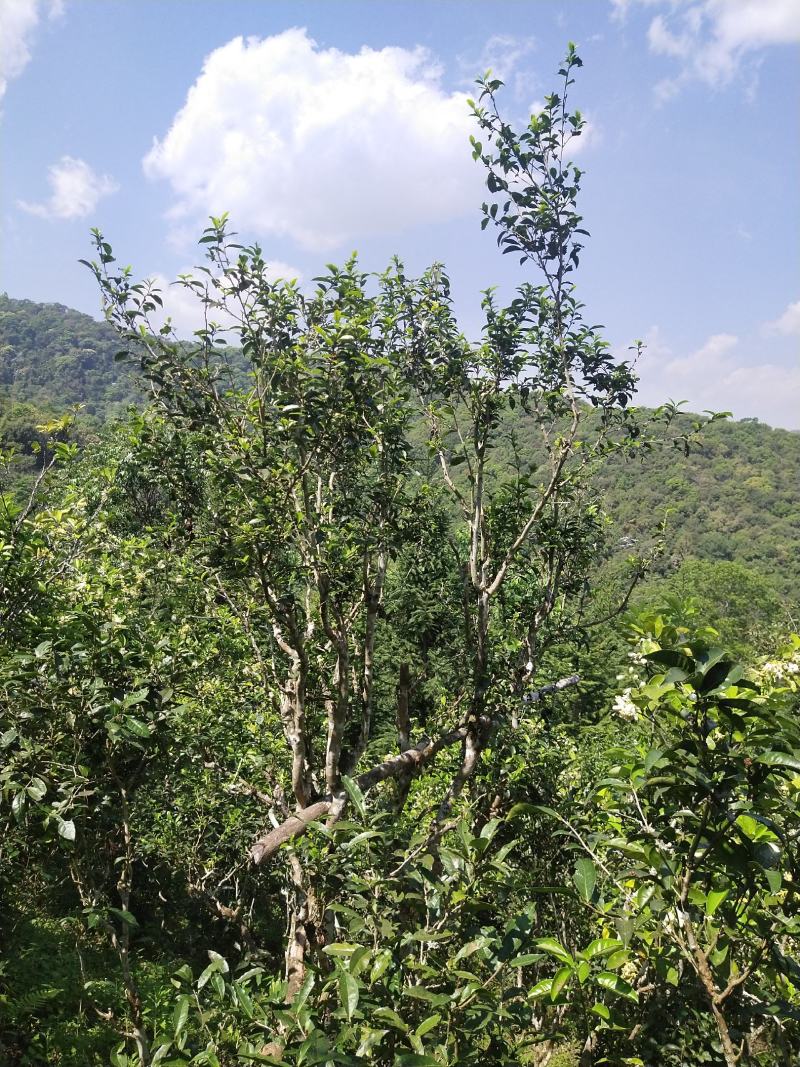 易武生态茶已经大量上市