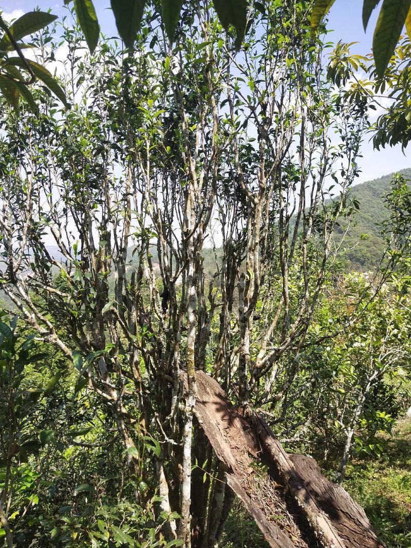 易武生态茶已经大量上市