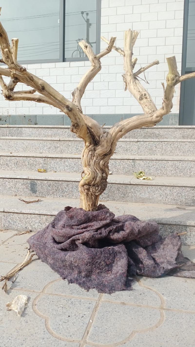 金银花盆景老桩，盆栽地栽都可以，可观赏可泡茶，适合阳台庭