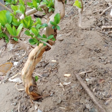 金银花盆景老桩，盆栽地栽都可以，可观赏可泡茶，适合阳台庭