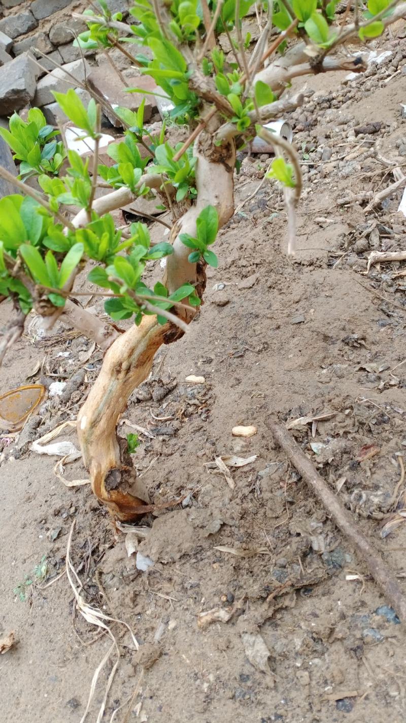 金银花盆景老桩，盆栽地栽都可以，可观赏可泡茶，适合阳台庭
