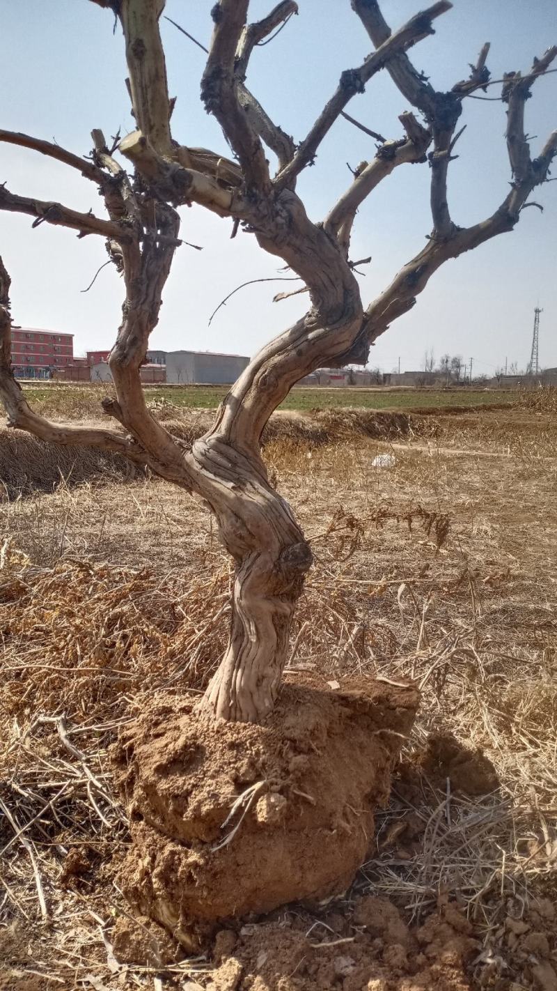 金银花盆景老桩，盆栽地栽都可以，可观赏可泡茶，适合阳台庭