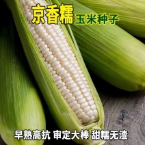 京香糯玉米种子审定大棒粘香洁白鲜食苞米棒子籽
