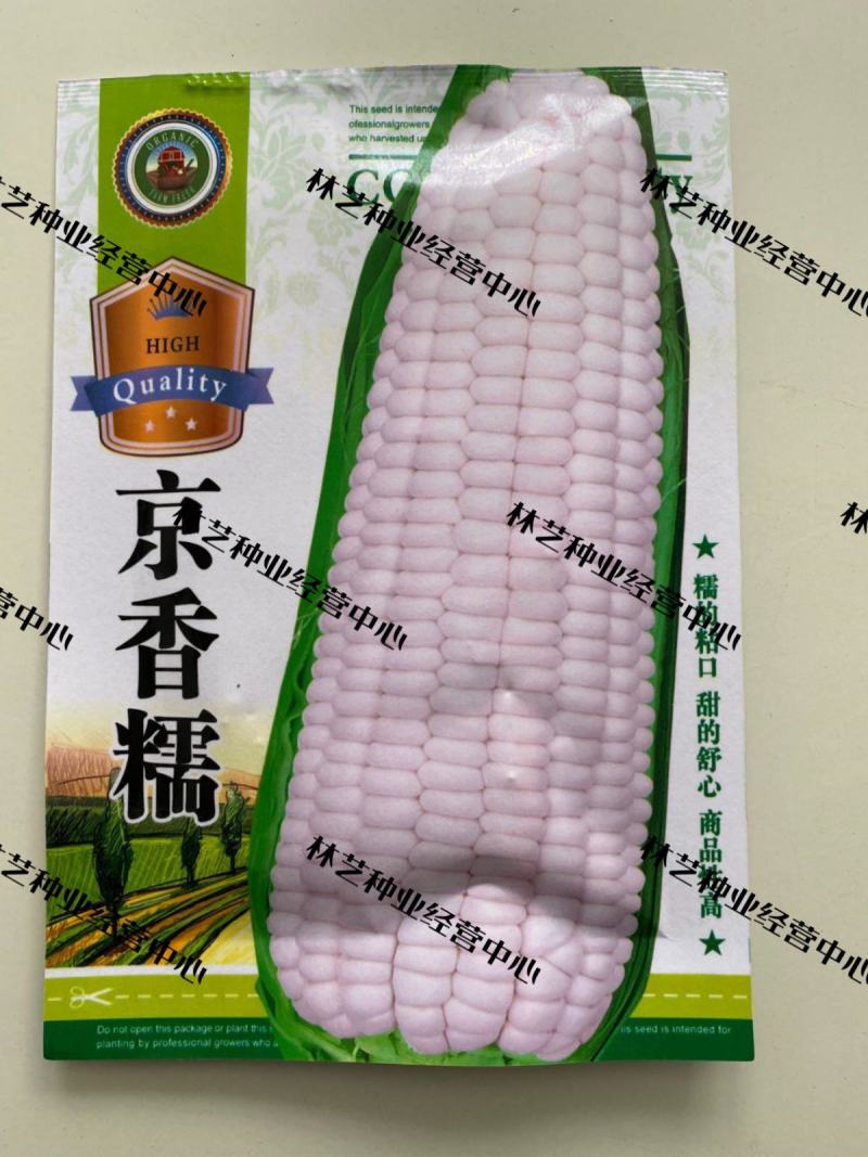 京香糯玉米种子审定大棒粘香洁白鲜食苞米棒子籽