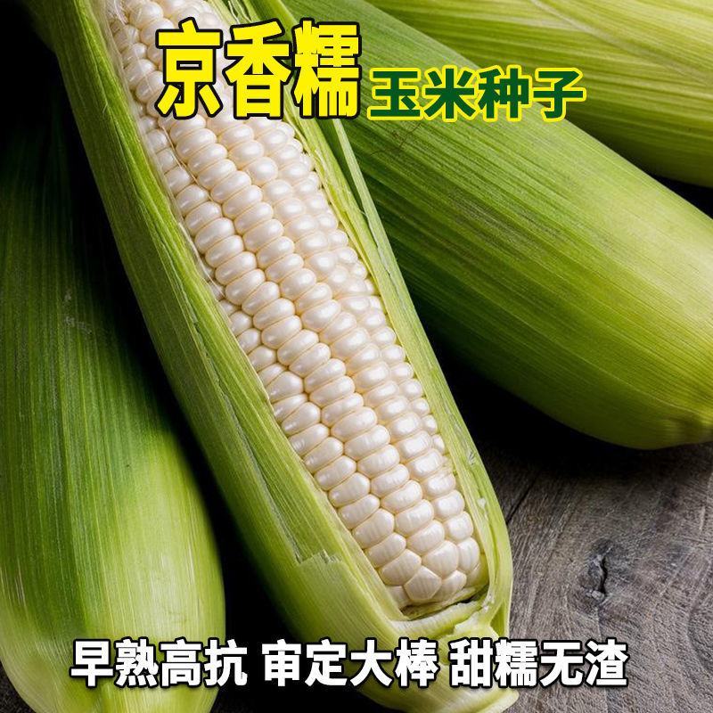 京香糯玉米种子审定大棒粘香洁白鲜食苞米棒子籽