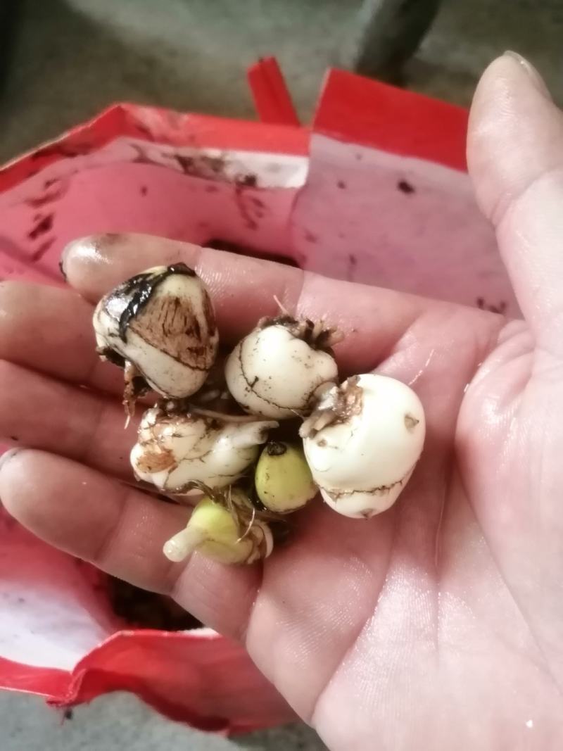 毛慈菇鲜货纯野生毛慈菇野生中药材需要的老板联系