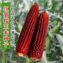 红糯玉种子水果玉米种子阳台四季播种秋春夏季播蔬菜种籽
