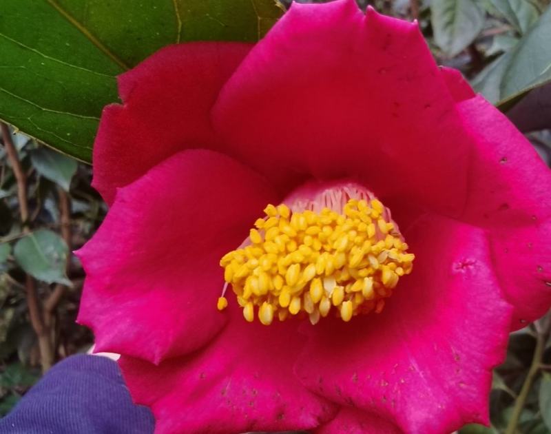 油茶苗红花油茶苗大果红花油茶苗红花油茶树苗