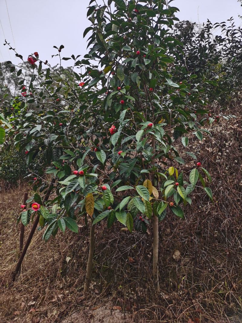 油茶苗红花油茶苗大果红花油茶苗红花油茶树苗