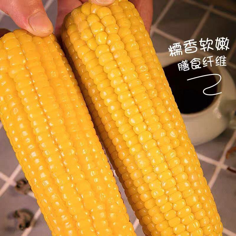 纯正东北黄糯玉米独立真空包装香甜软糯早餐代餐