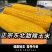 纯正东北黄糯玉米独立真空包装香甜软糯早餐代餐