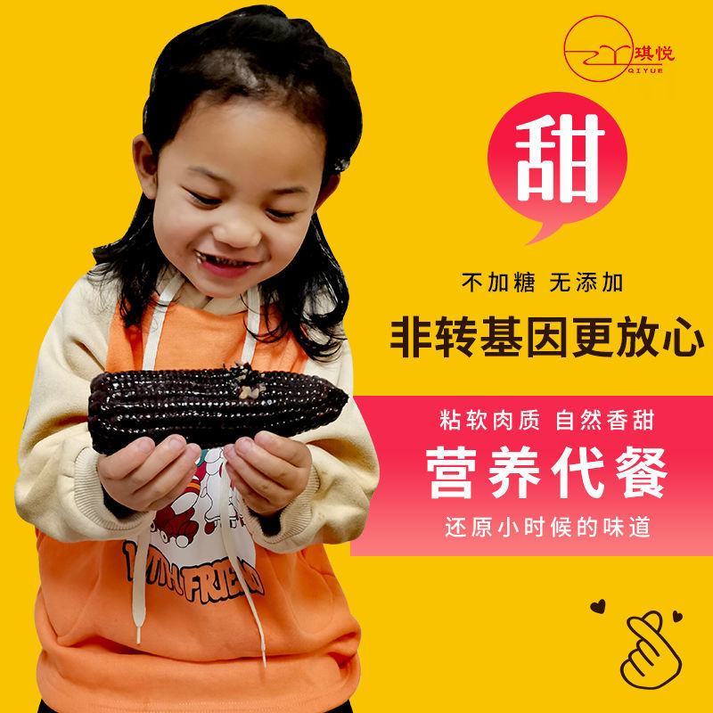 特产黑糯玉米新鲜甜香黏非转基因无添加苞米棒早餐代餐真