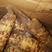 吉林花糥玉米新品种6-10穗粘玉米甜玉米蒸煮真空单个包装