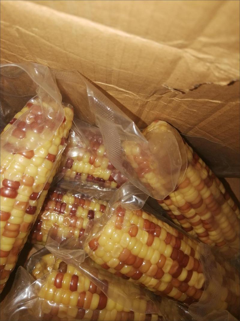 吉林花糥玉米新品种6-10穗粘玉米甜玉米蒸煮真空单个包装
