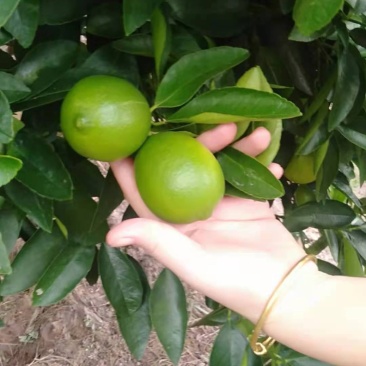 自家种的香水无籽青柠檬孕妇水果店奶茶榨汁专用自产自销…