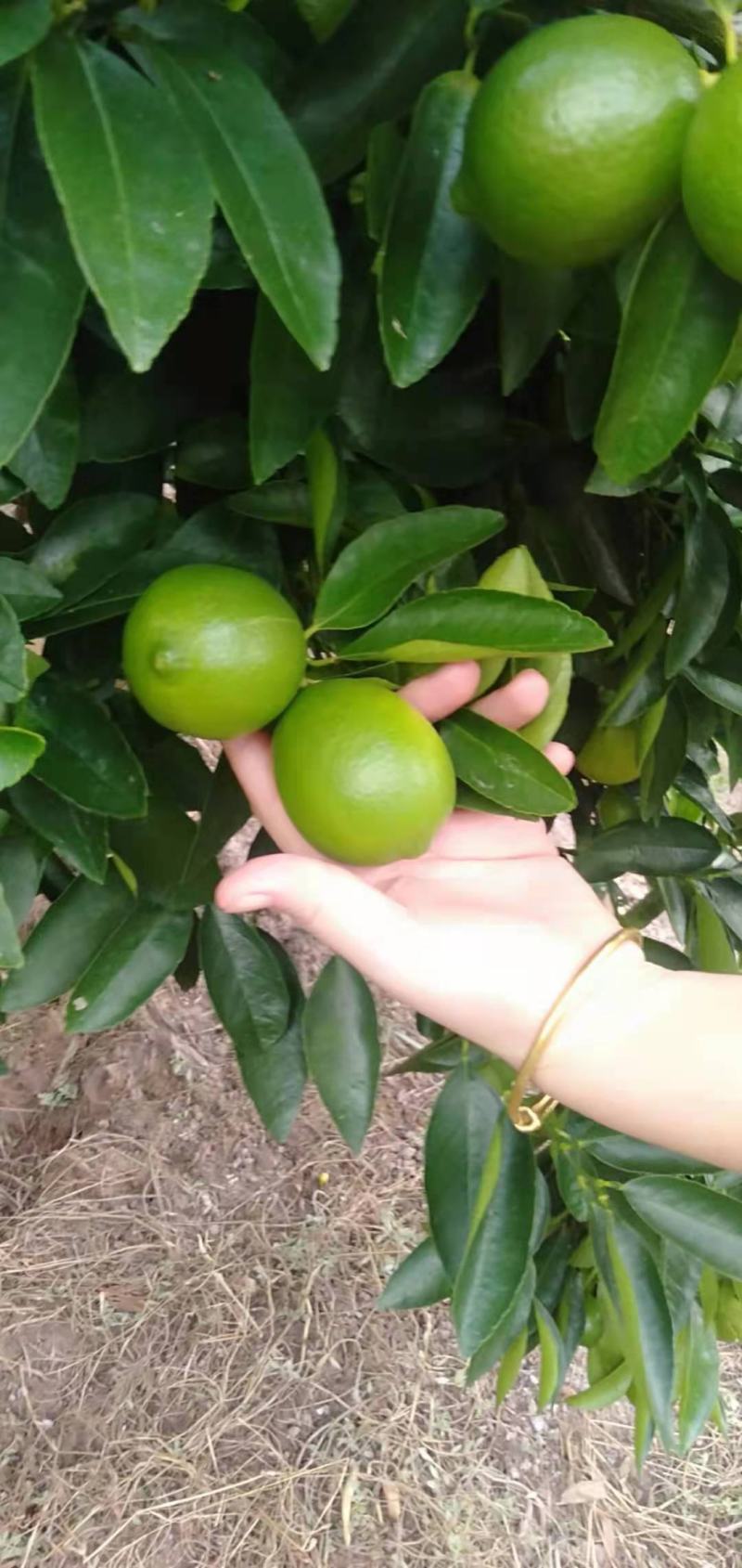 自家种的香水无籽青柠檬孕妇水果店奶茶榨汁专用自产自销…