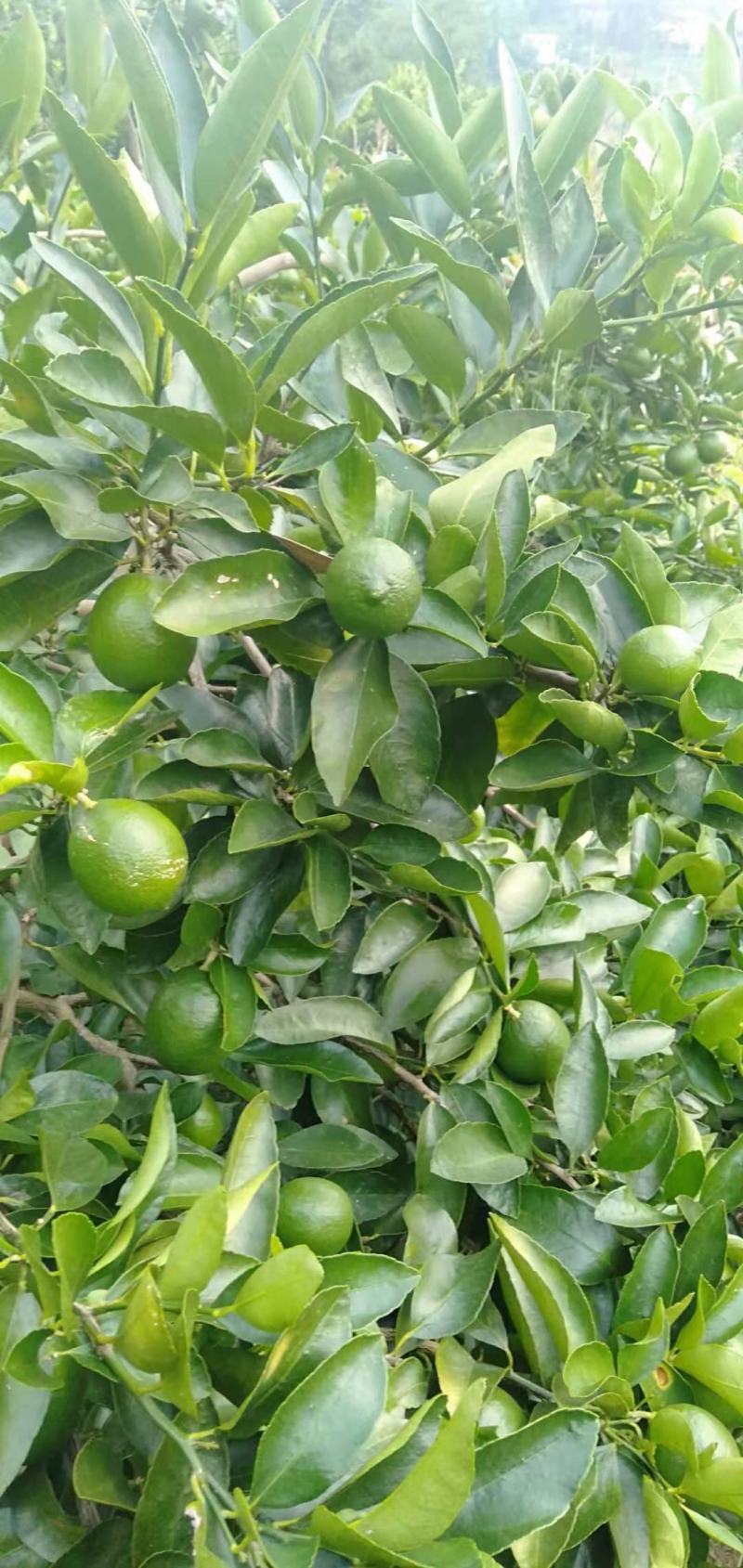 自家种的香水无籽青柠檬孕妇水果店奶茶榨汁专用自产自销…