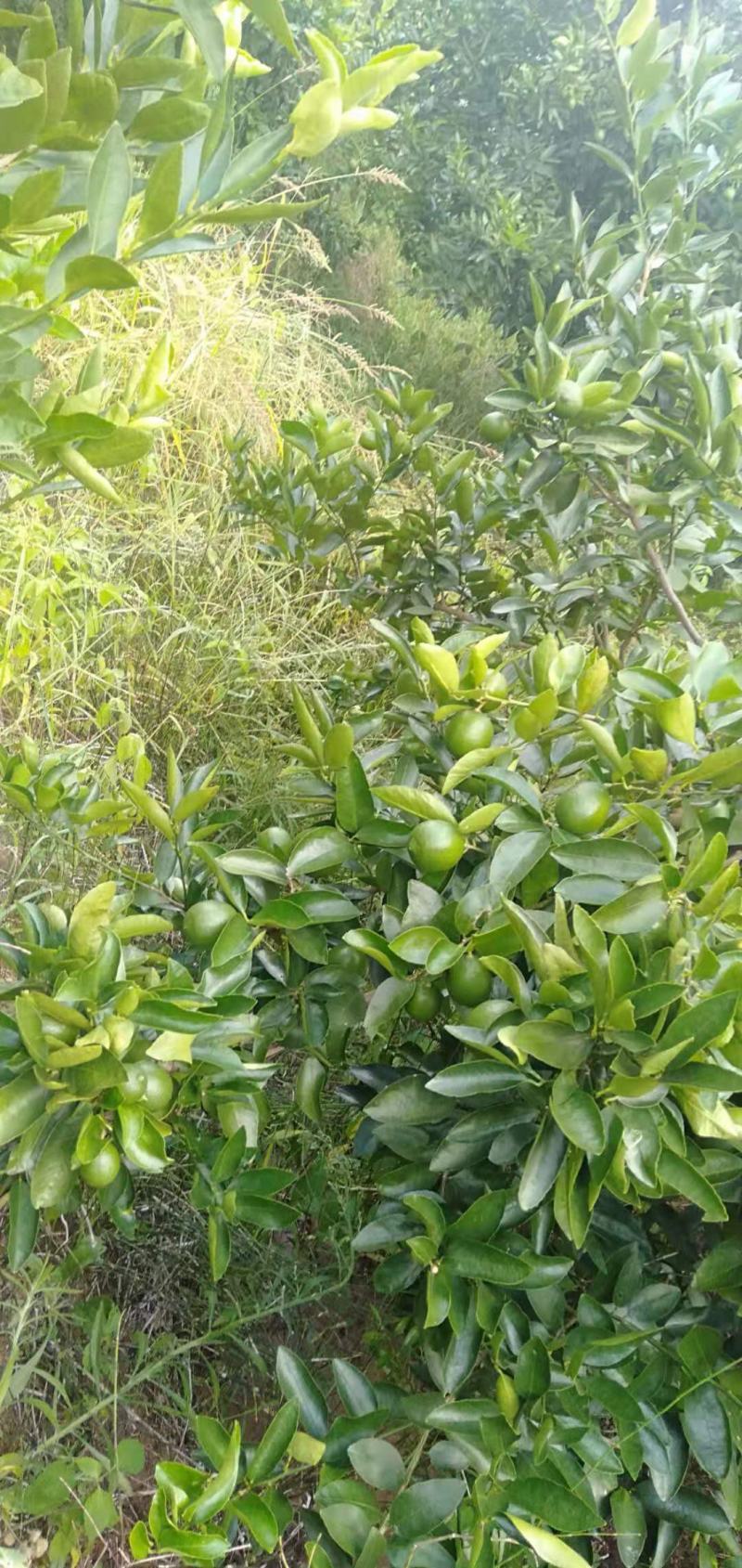 自家种的香水无籽青柠檬孕妇水果店奶茶榨汁专用自产自销…