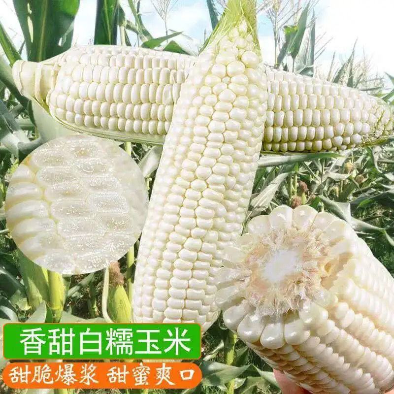 华农白甜糯玉米种籽甜加糯玉米种子高产蔬菜种高产孑特大甜糯