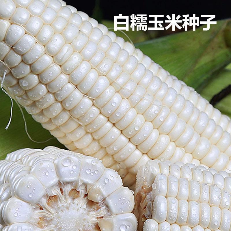 华农白甜糯玉米种籽甜加糯玉米种子高产蔬菜种高产孑特大甜糯